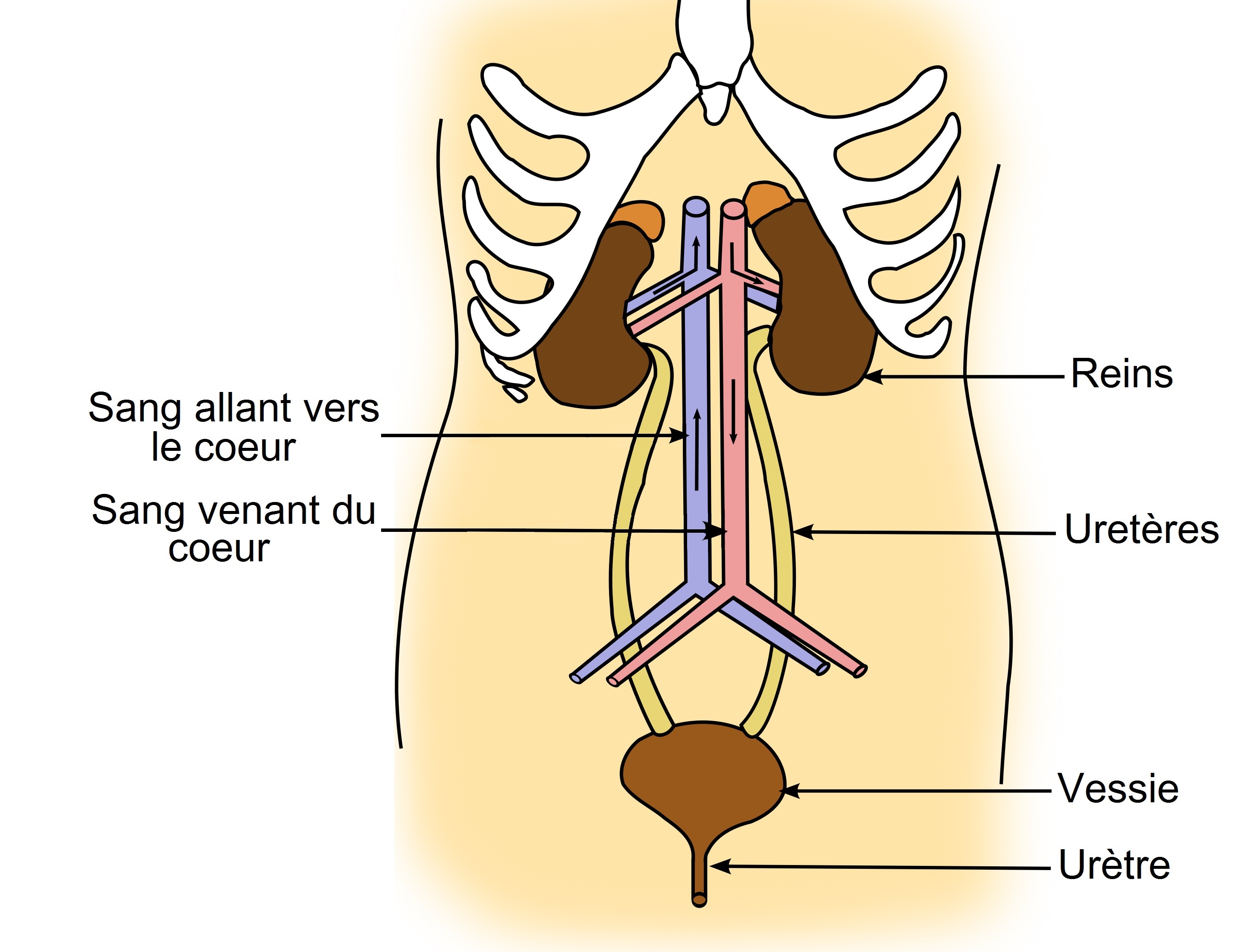 enurésie causes